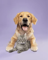 Animals